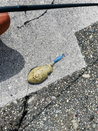 コウイカ