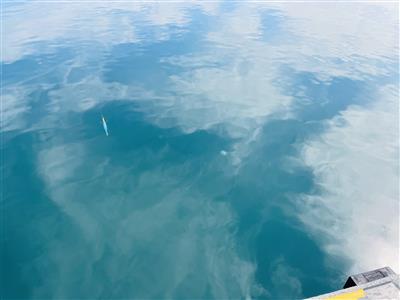 海面を行くくらげ。